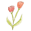 Wasserfarbene Tulpe