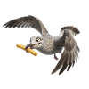 Möwe mit Pommes frites