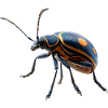 Maikäfer Süßer Hirschkäfer Nashornkäfer Insekten