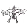 Métazoaire Libelluloïdae