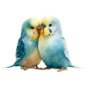 Budgies