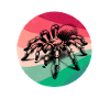Pinktoe Rosafuss Tarantula Sayings
