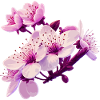 Pink Blossom