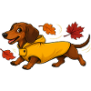Autumn Dachshund in Yellow Rain Jacket