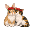 Rabbit and cat