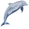 Dolphin Lucky Leap - Sonja von Staden