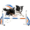 Bunte Sprünge im Hundesport