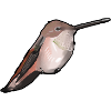Kolibri im Abendlicht