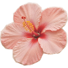 Hibiskuspfirsich