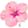 Intense pale pink hibiscus