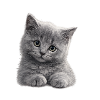 Cuddly Grey Kitten