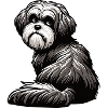 Havanese Havanese Owners Havanese Farmers