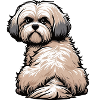 Havanese Havanese Owners Havanese Farmers