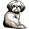 Havanese Havanese Owners Havanese Farmers