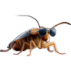 cockroach cockroach insects cockroach cockroaches