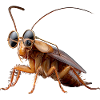 cockroach cockroach insects cockroach cockroaches