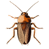 cockroach cockroach insects cockroach cockroaches
