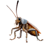 cockroach cockroach insects cockroach cockroaches