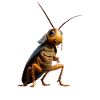 cockroach cockroach insects cockroach cockroaches