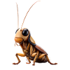 cockroach cockroach insects cockroach cockroaches