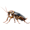 cafards insectes cafards cafards cafards