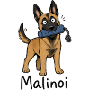 Malinoi Malinois Welpe