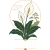 Peace Lily Peace Mind – Friedenslilie Zen