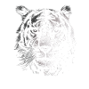 Black and White Tiger Portrait