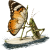 Grasshopper on surfboard with butterfly sail