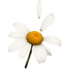 Margerite mit fliegenden Blütenblättern Design