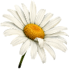 White Daisies Blossom Nature Flowers Design