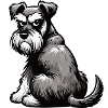 Schnauzer Giant Schnauzer Schnauzer Owner