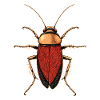 cockroach cockroach insects cockroach cockroaches