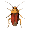 cockroach cockroach insects cockroach cockroaches