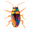 cockroach cockroach insects cockroach cockroaches