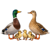 Stockenten