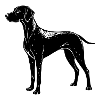 Deutscher Kurzhaar-Pointer