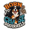 Berner Sennenhund