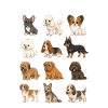 French Dog Breed Chart Cute