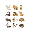 Desert Animal Diagram Cute