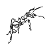 Fourmi noire – Illustration insecte