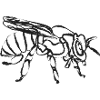 Black Bee – Instecte Illustration