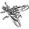 Schwarze Fliege – Insektenillustration