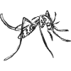 Black Mosquito – Instecte Illustration