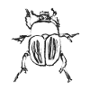 Schwarzkäfer – Insektenillustration