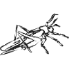 Schwarze Heuschrecke – Intecte Illustration