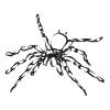 Black Spider – Insektenillustration