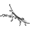 Black Locust – Insect Illustration
