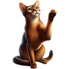 Abessinierkatze Abyssinian Cat