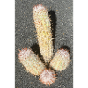 Pastel cactus in desert light